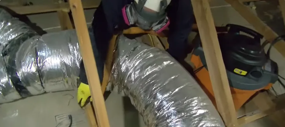 Large vacuum hose removing rodent debris and insulation from an attic