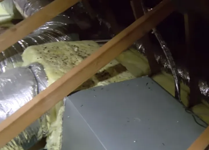 Mouse droppings scattered across attic insulation