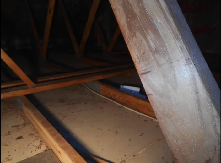 Attic floor with rodent droppings and damage before cleanup