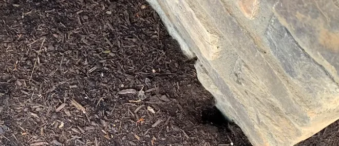 Close-up of small dark mouse droppings on a floor
