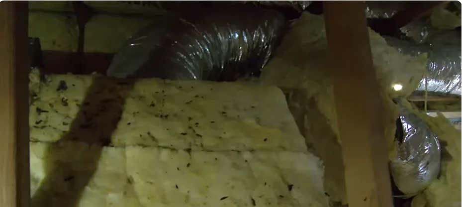 Rodent droppings on top of attic insulation near a ceiling joist