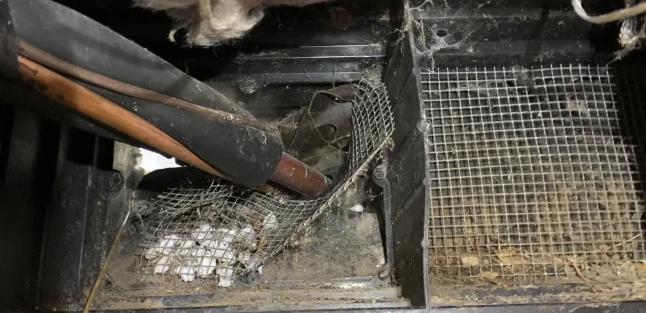 Damaged crawl space vent screen used by rodents to get under a house