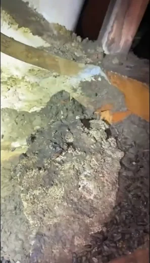 Shredded rodent nesting material packed into an attic corner