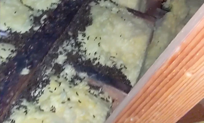Roof rat droppings along an attic beam